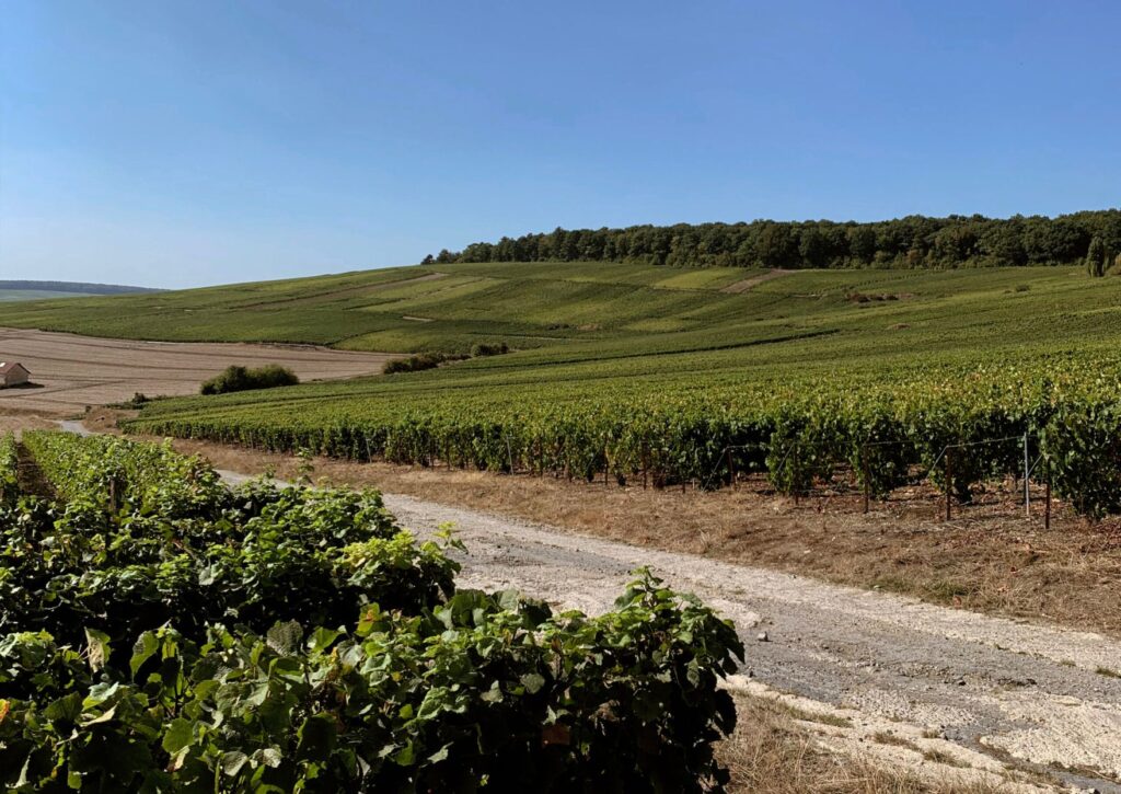 Viñedos de Champagne Bruyen en el Valle del Marne, reflejando el terroir champenois y la tradición de la maison familiar
