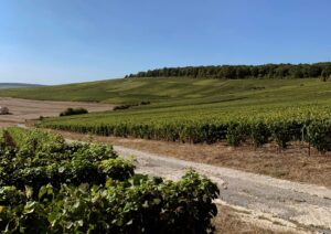 Viñedos de Champagne Bruyen en el Valle del Marne, reflejando el terroir champenois y la tradición de la maison familiar