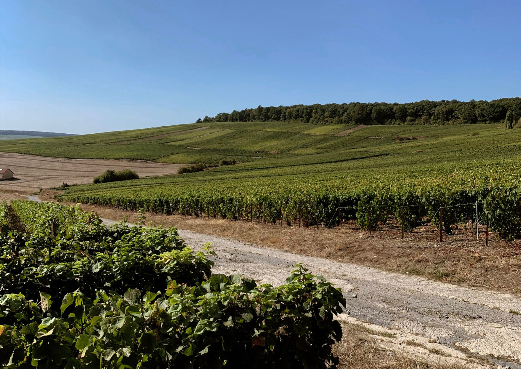 Viñedos de Champagne Bruyen en el Valle del Marne, reflejando el terroir champenois y la tradición de la maison familiar