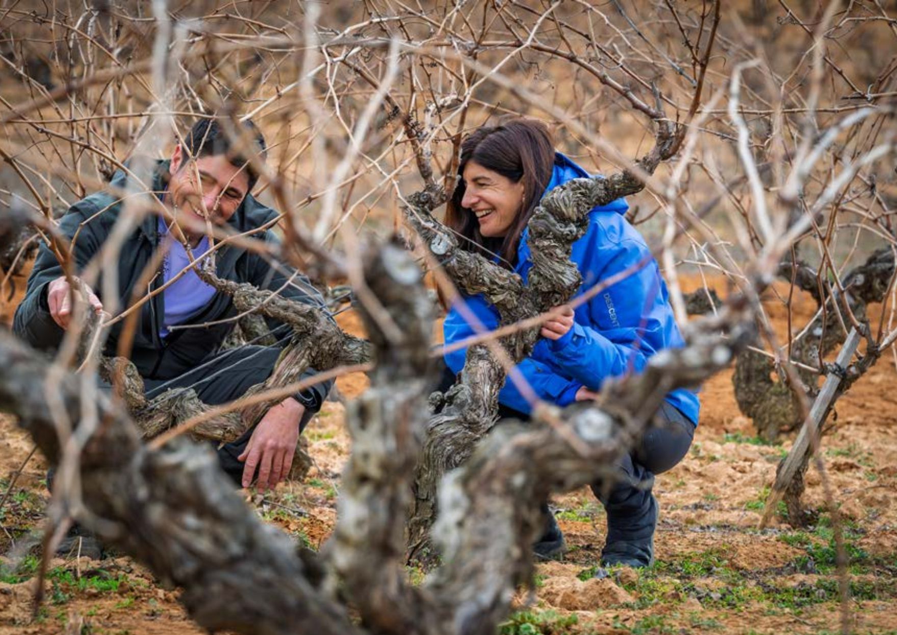 Dos personas revisan cepas viejas en un viñedo de Dominio de Greda, proyecto centrado en conservar y recuperar viñedo antiguo.