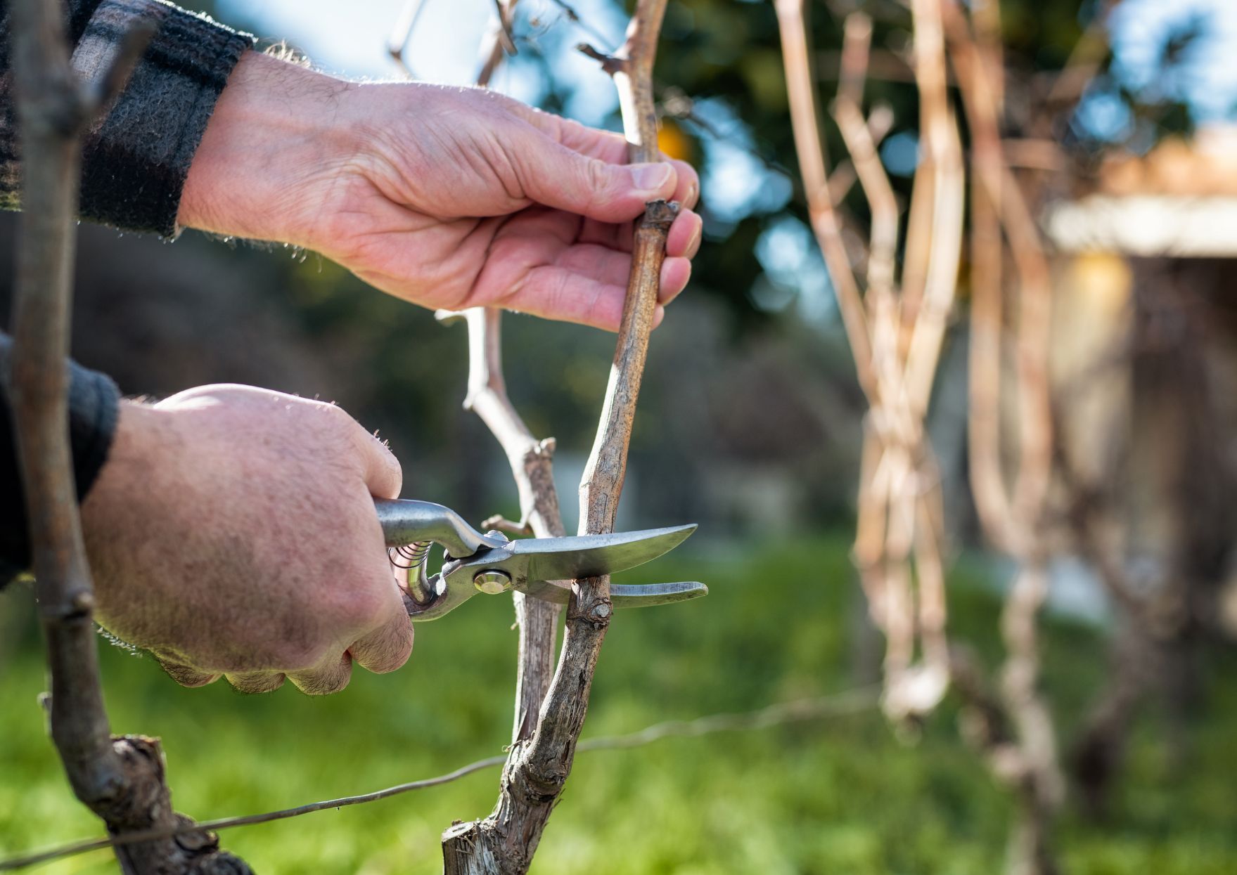 Manos de un viticultor trabajando una cepa vieja en el viñedo, imagen asociada al encuentro VIR de viticultores independientes en Rioja en Madrid.