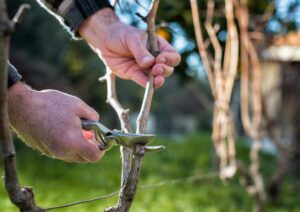 Manos podando una cepa de vid con tijeras de poda, trabajo manual en el viñedo.
