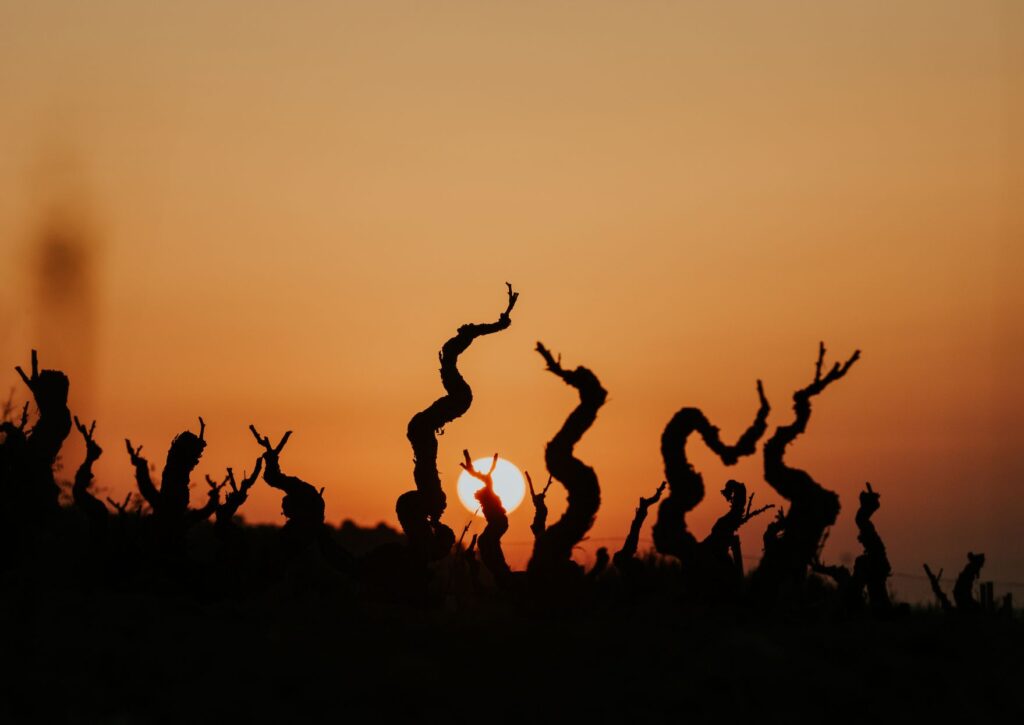 Cepas viejas al atardecer en viñedo de pequeño productor vinculado al vino de origen