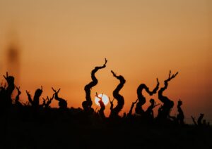 Cepas viejas al atardecer en viñedo de pequeño productor vinculado al vino de origen