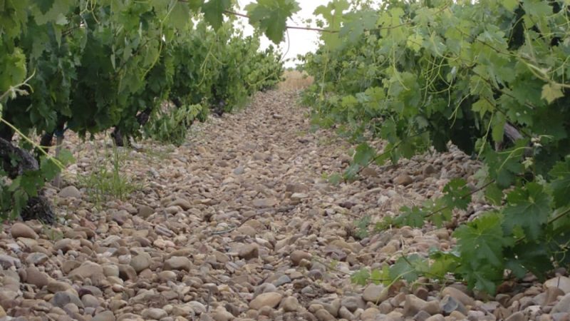 Vinedo-Antidoto-
