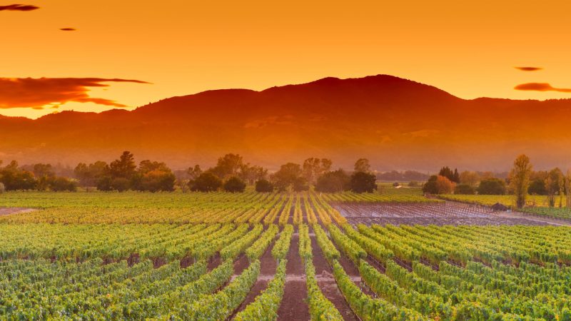 Viñedo al atardecer con hileras de viñas y montaña al fondo, imagen para artículo sobre carta de vinos de otoño en Valencia.