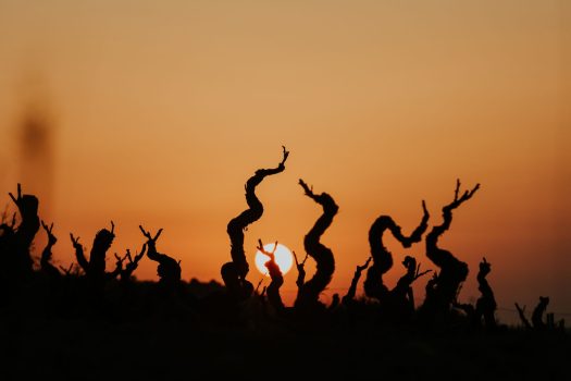 Cepas viejas al atardecer en viñedo de pequeño productor vinculado al vino de origen