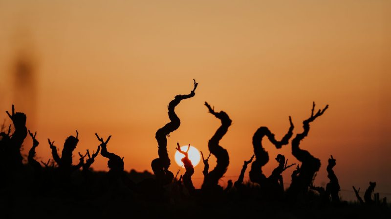 Cepas viejas al atardecer en viñedo de pequeño productor vinculado al vino de origen