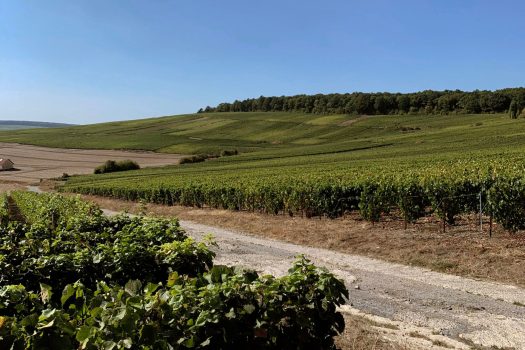 Viñedos de Champagne Bruyen en el Valle del Marne, reflejando el terroir champenois y la tradición de la maison familiar