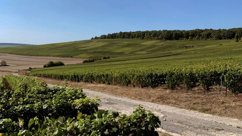 Viñedos de Champagne Bruyen en el Valle del Marne, reflejando el terroir champenois y la tradición de la maison familiar