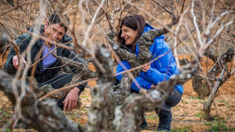 Dos personas revisan cepas viejas en un viñedo de Dominio de Greda, proyecto centrado en conservar y recuperar viñedo antiguo.