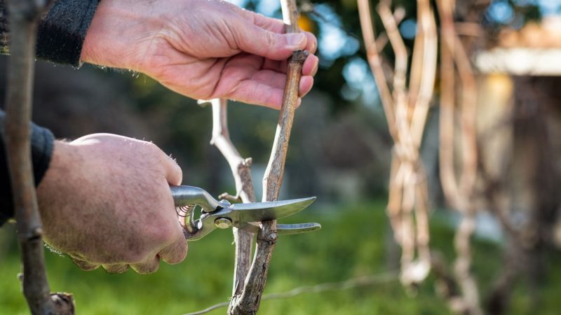 Manos de un viticultor trabajando una cepa vieja en el viñedo, imagen asociada al encuentro VIR de viticultores independientes en Rioja en Madrid.